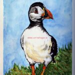 Puffin Bird