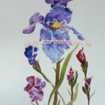 Budding Iris
